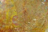 Colorful, Polished Petrified Wood (Araucarioxylon) - Arizona #147922-2